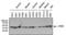 CAMP Responsive Element Binding Protein 1 antibody, GTX15731, GeneTex, Western Blot image 