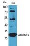 Calbindin 1 antibody, PA5-51086, Invitrogen Antibodies, Western Blot image 