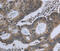 G Protein Subunit Gamma 2 antibody, MBS2523844, MyBioSource, Immunohistochemistry paraffin image 