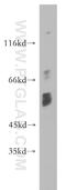 Choline Kinase Alpha antibody, 13520-1-AP, Proteintech Group, Western Blot image 