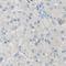 Tetraspanin 1 antibody, NBP2-33867, Novus Biologicals, Immunohistochemistry frozen image 