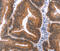 Mitogen-Activated Protein Kinase 13 antibody, MBS2518141, MyBioSource, Immunohistochemistry frozen image 