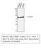 Keratin 17 antibody, STJ96983, St John