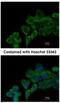 Phospholipase A2 Group XV antibody, NBP2-17193, Novus Biologicals, Immunofluorescence image 