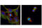 Tubulin antibody, 86298S, Cell Signaling Technology, Immunofluorescence image 