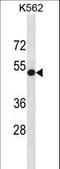 NECL-5 antibody, LS-B10536, Lifespan Biosciences, Western Blot image 