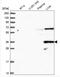 D-Amino Acid Oxidase antibody, NBP1-84304, Novus Biologicals, Western Blot image 