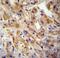 c-met antibody, LS-C96426, Lifespan Biosciences, Immunohistochemistry frozen image 