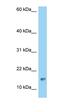 LOC730644 antibody, orb325617, Biorbyt, Western Blot image 