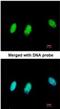 Chromobox 1 antibody, NBP2-14900, Novus Biologicals, Immunocytochemistry image 