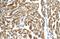 Peroxisomal Biogenesis Factor 10 antibody, NBP1-59745, Novus Biologicals, Immunohistochemistry frozen image 