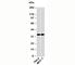 Aminoacyl TRNA Synthetase Complex Interacting Multifunctional Protein 1 antibody, N1155-100UG, NSJ Bioreagents, Western Blot image 