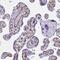 Tripartite Motif Containing 6 antibody, NBP2-31826, Novus Biologicals, Immunohistochemistry frozen image 