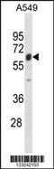 Tripartite Motif Containing 22 antibody, 60-591, ProSci, Western Blot image 