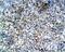 CAMP Responsive Element Binding Protein 1 antibody, MBS551068, MyBioSource, Immunohistochemistry frozen image 