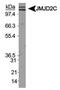 Lysine Demethylase 4C antibody, PA5-23065, Invitrogen Antibodies, Western Blot image 