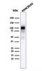Glycoprotein 2 antibody, GTX17908, GeneTex, Western Blot image 