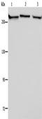 Filamin A antibody, TA349988, Origene, Western Blot image 