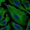 Sperm Mitochondria Associated Cysteine Rich Protein antibody, NBP2-37253, Novus Biologicals, Immunofluorescence image 