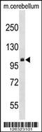 Protein Arginine Methyltransferase 9 antibody, 59-600, ProSci, Western Blot image 