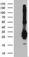 Fibroblast Growth Factor 21 antibody, CF502788, Origene, Western Blot image 