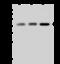 WW Domain Containing Oxidoreductase antibody, GTX02220, GeneTex, Western Blot image 