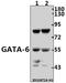 GATA Binding Protein 6 antibody, A00778, Boster Biological Technology, Western Blot image 