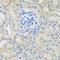 Cell Division Cycle 37 antibody, orb338832, Biorbyt, Immunohistochemistry paraffin image 