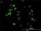 Chromosome Segregation 1 Like antibody, H00001434-M02, Novus Biologicals, Immunocytochemistry image 
