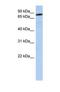 Semaphorin-4B antibody, NBP1-69276, Novus Biologicals, Western Blot image 