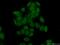 FA Complementation Group M antibody, 12954-1-AP, Proteintech Group, Immunofluorescence image 