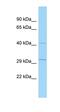 TSC22 Domain Family Member 4 antibody, orb324363, Biorbyt, Western Blot image 