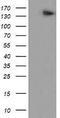 ATP/GTP Binding Protein 1 antibody, LS-C175196, Lifespan Biosciences, Western Blot image 