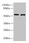 Glucagon-like peptide 1 receptor antibody, LS-C369710, Lifespan Biosciences, Western Blot image 