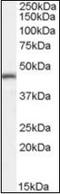 Interleukin Enhancer Binding Factor 2 antibody, orb89308, Biorbyt, Western Blot image 