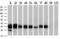 Fc Fragment Of IgG Receptor IIa antibody, LS-C799218, Lifespan Biosciences, Western Blot image 