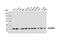 Mitogen-Activated Protein Kinase 12 antibody, 8690S, Cell Signaling Technology, Western Blot image 