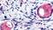 Ribitol Xylosyltransferase 1 antibody, PA5-33081, Invitrogen Antibodies, Immunohistochemistry frozen image 