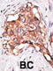 Growth Differentiation Factor 3 antibody, abx031514, Abbexa, Immunohistochemistry paraffin image 
