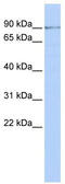 Zinc Finger Protein 433 antibody, TA341492, Origene, Western Blot image 