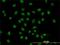 Serine And Arginine Rich Splicing Factor 10 antibody, H00010772-M03, Novus Biologicals, Immunofluorescence image 