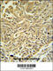 Glutathione S-Transferase Kappa 1 antibody, 64-156, ProSci, Immunohistochemistry paraffin image 