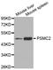 Proteasome 26S Subunit, ATPase 2 antibody, STJ111174, St John