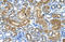 Estrogen Related Receptor Gamma antibody, orb330422, Biorbyt, Immunohistochemistry paraffin image 