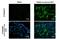 Thrombospondin 2 antibody, GTX636411, GeneTex, Immunofluorescence image 