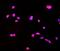 Collagen Triple Helix Repeat Containing 1 antibody, A05203-1, Boster Biological Technology, Immunofluorescence image 