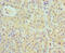 Complement Factor B antibody, CSB-PA11049A0Rb, Cusabio, Immunohistochemistry paraffin image 