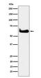 T-Complex 1 antibody, M02389-2, Boster Biological Technology, Western Blot image 