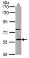 Zinc Finger Protein 83 antibody, NBP2-21050, Novus Biologicals, Western Blot image 