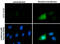 Rhotekin antibody, GTX114161, GeneTex, Immunocytochemistry image 